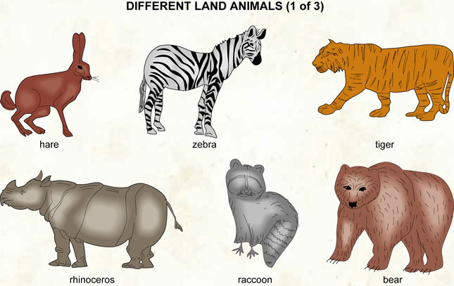 Different land animals 1